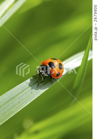 テントウムシ 2679900