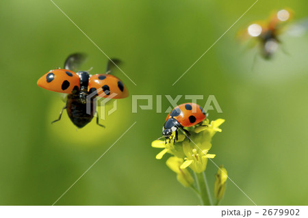テントウムシの楽園 2679902