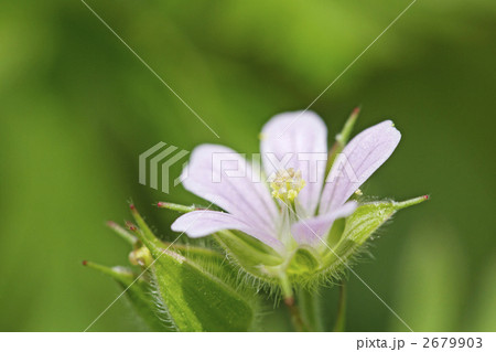 ゲンノショウコ 2679903
