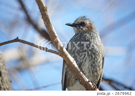 都会のヒヨドリ 2679962