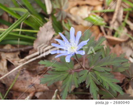 キクザキイチゲ　紫 2680040