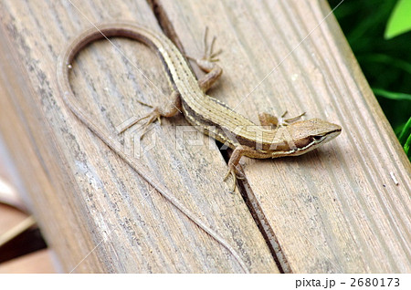 ニホンカナヘビ 爬虫類 カナヘビの写真素材 [2680173] - PIXTA