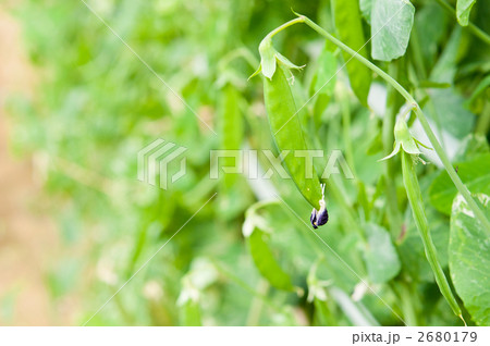 花びらが付いたままの絹さや 花びらが付いたままの絹さや 2680179