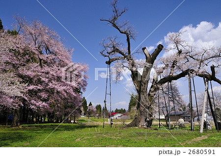 白鷹町 釜の越桜と勝弥桜 の写真素材