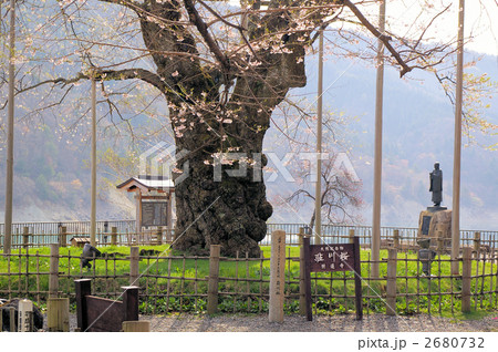 荘川桜 2680732