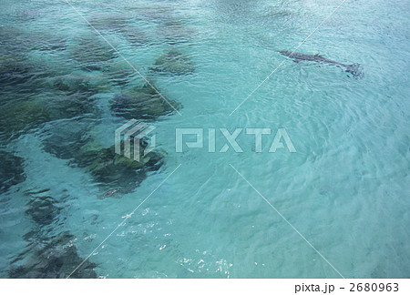 浅瀬のイルカ 2680963