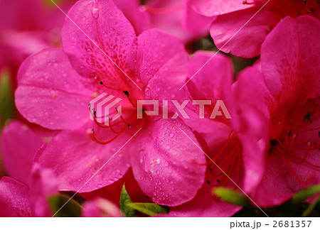 大紫躑躅 2681357