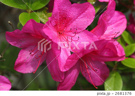 大紫つつじ 2681376
