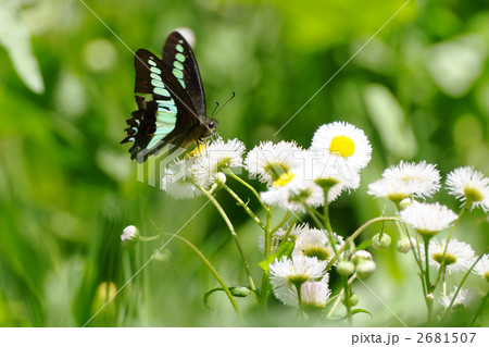アオスジアゲハ アオスジアゲハ 2681507