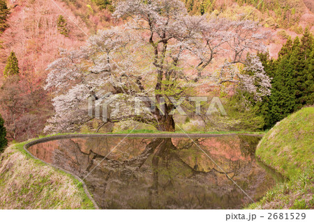 【長野県阿智村】駒つなぎの桜 2681529