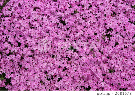 満開 芝桜 2681678