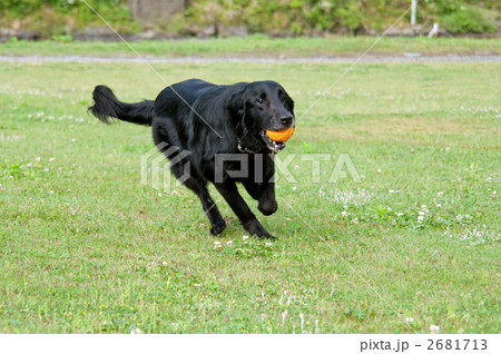 フラット・コーテッド・レトリーバー 2681713