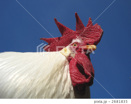 青空ニワトリ 2681835