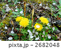 タンポポとツクシ 2682048