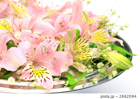 アルストロメリア アルストロメリア 2682094