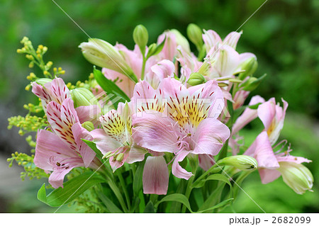 アルストロメリア アルストロメリア 2682099