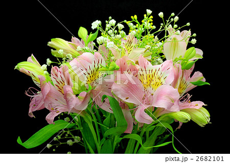 アルストロメリア アルストロメリア 2682101