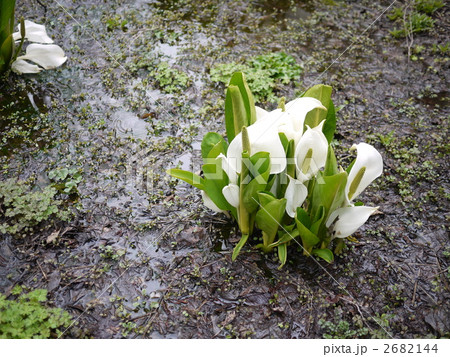 むれ水芭蕉園 2682144