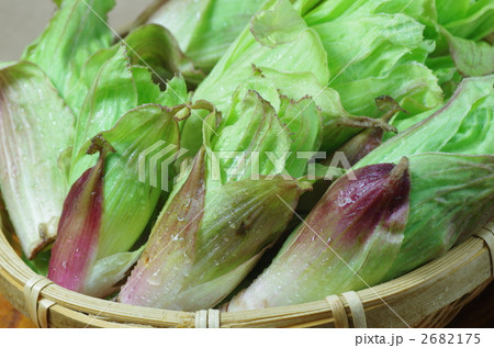 フキノトウ　食材 2682175