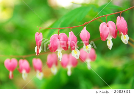 ケマンソウー１ 2682331