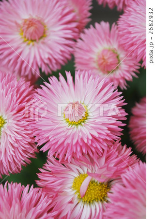 ぽんぽんデージー ぽんぽんデージー 2682932