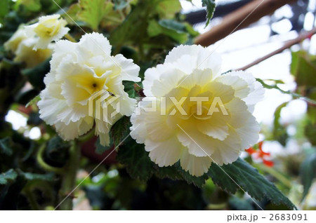 ベゴニア　白 2683091