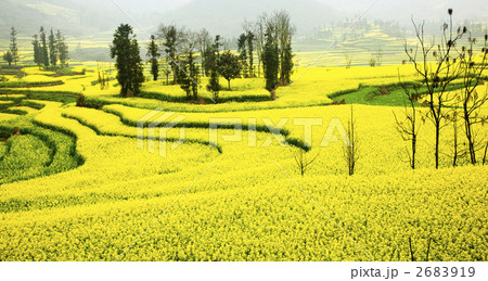 羅平の菜の花畑 2683919