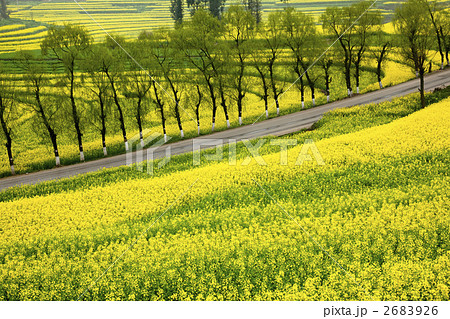 羅平の菜の花畑 羅平の菜の花畑 2683926