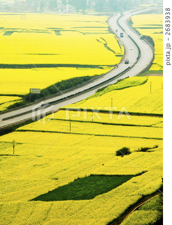 羅平の菜の花畑 2683938