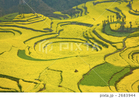 羅平の菜の花畑 2683944