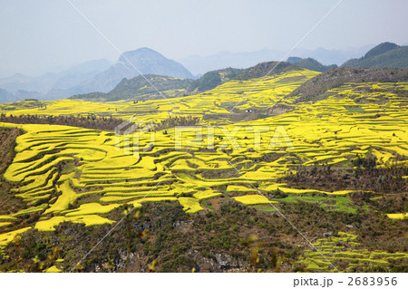 羅平の菜の花畑 2683956