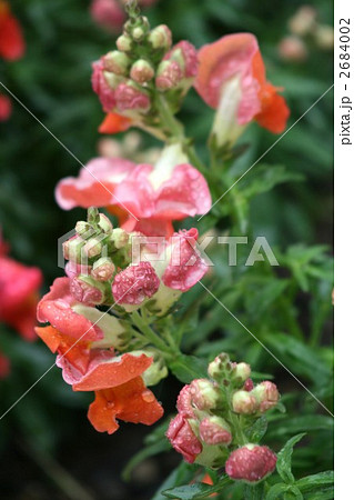 キンギョソウ（雨降り）008 2684002