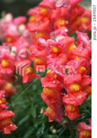 キンギョソウ(雨降り)010 キンギョソウ(雨降り)010 2684007