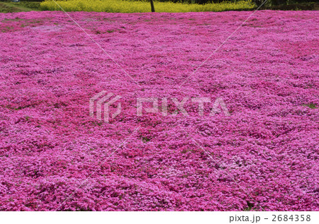 芝桜 2684358