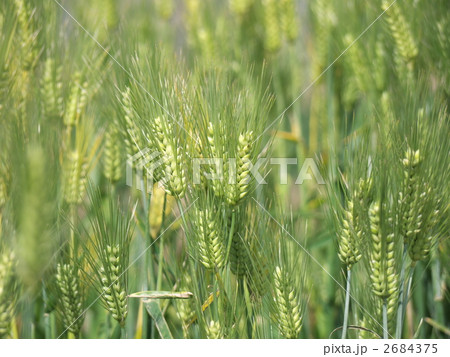麦の穂 2684375