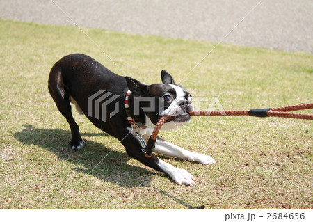 いたずら いたずら 2684656