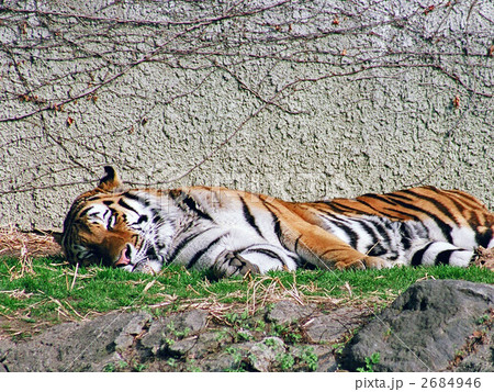 トラ トラ 2684946