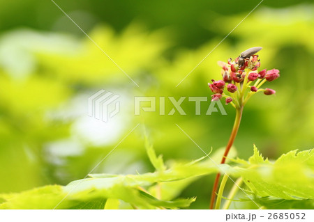 オオイタヤメイゲツの花と虫 オオイタヤメイゲツの花と虫 2685052