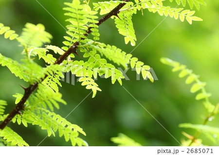 サンショの葉 2685071