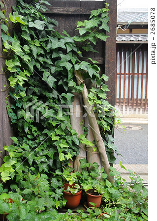 町家のツタ 2685078