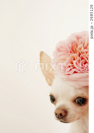 バラの花とチワワ 2685126