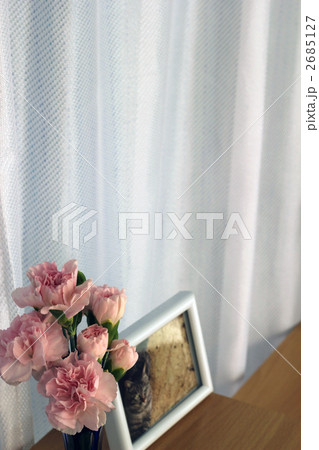 カーネーション カーネーション 2685127