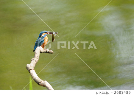 魚を咥えたカワセミ 2685489