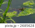 ウシガエル 2685628