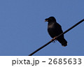 ハッカチョウ 2685633