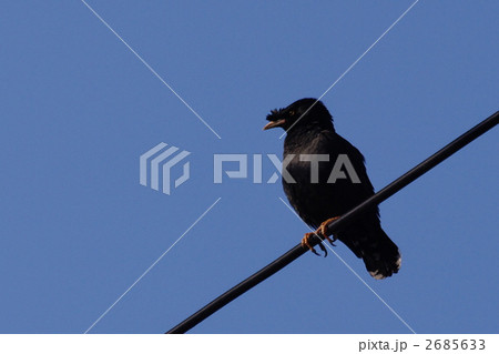 ハッカチョウ ハッカチョウ 2685633