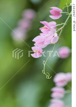 アサヒカズラのポートレート1 2685957