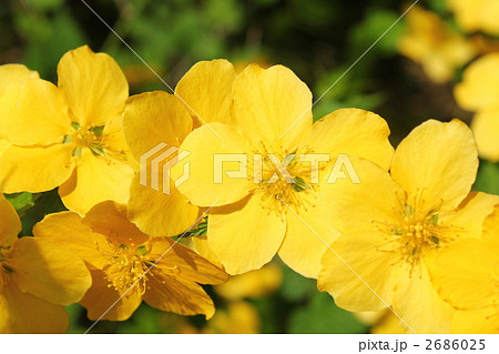 ヤマブキの花 2686025