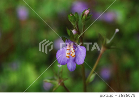 ムラサキサギゴケ 2686079