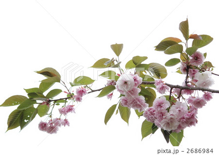 普賢象さくら 2686984